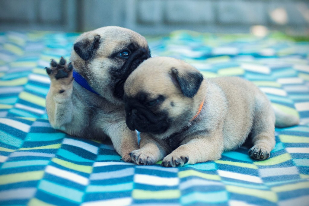 Mops, mopsy, PUG szczeniaki z rodowodem ZKwP FCI 7411721962