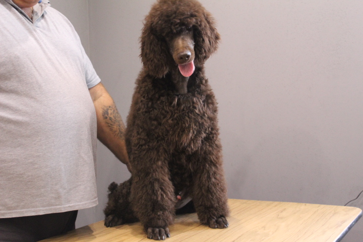 Pudel duzy brazowy (FCI) 6823441592 oficjalne archiwum