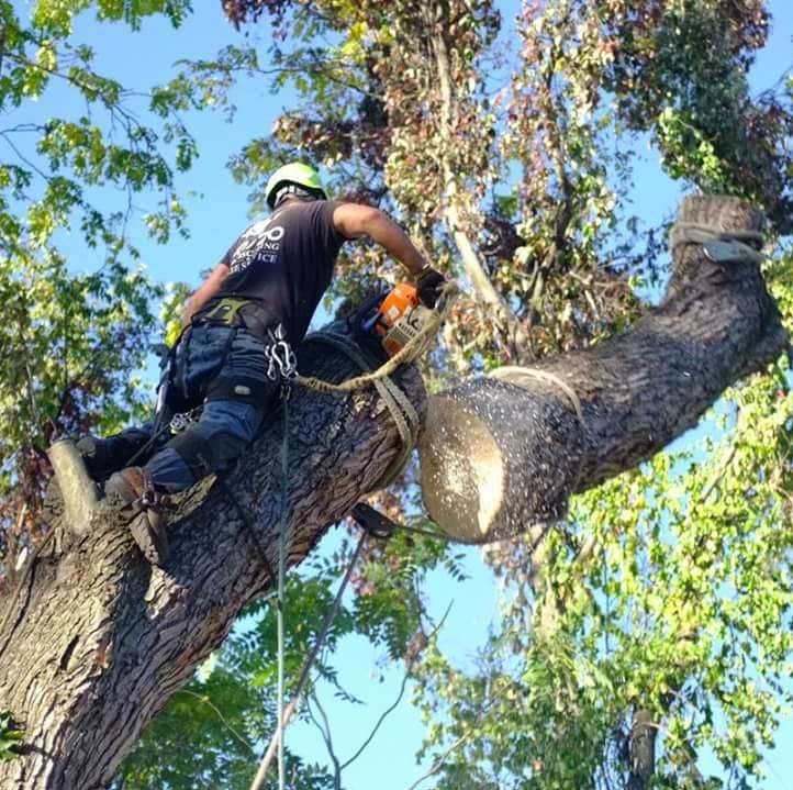 Pittsburgh Tree & Stump Removal 20/20 Landscaping & Tree Services