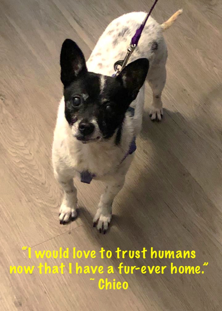 Cheerful Chico A+ Dog Training