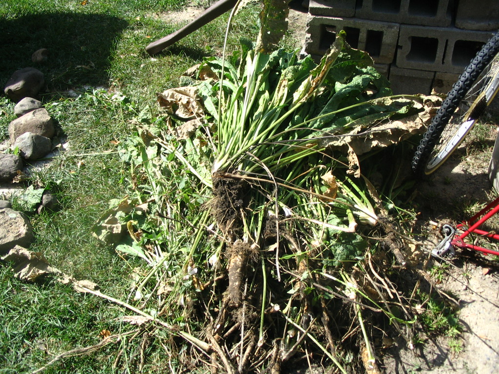 Horseradish Harvest Our Twenty Minute Kitchen GardenOur Twenty Minute