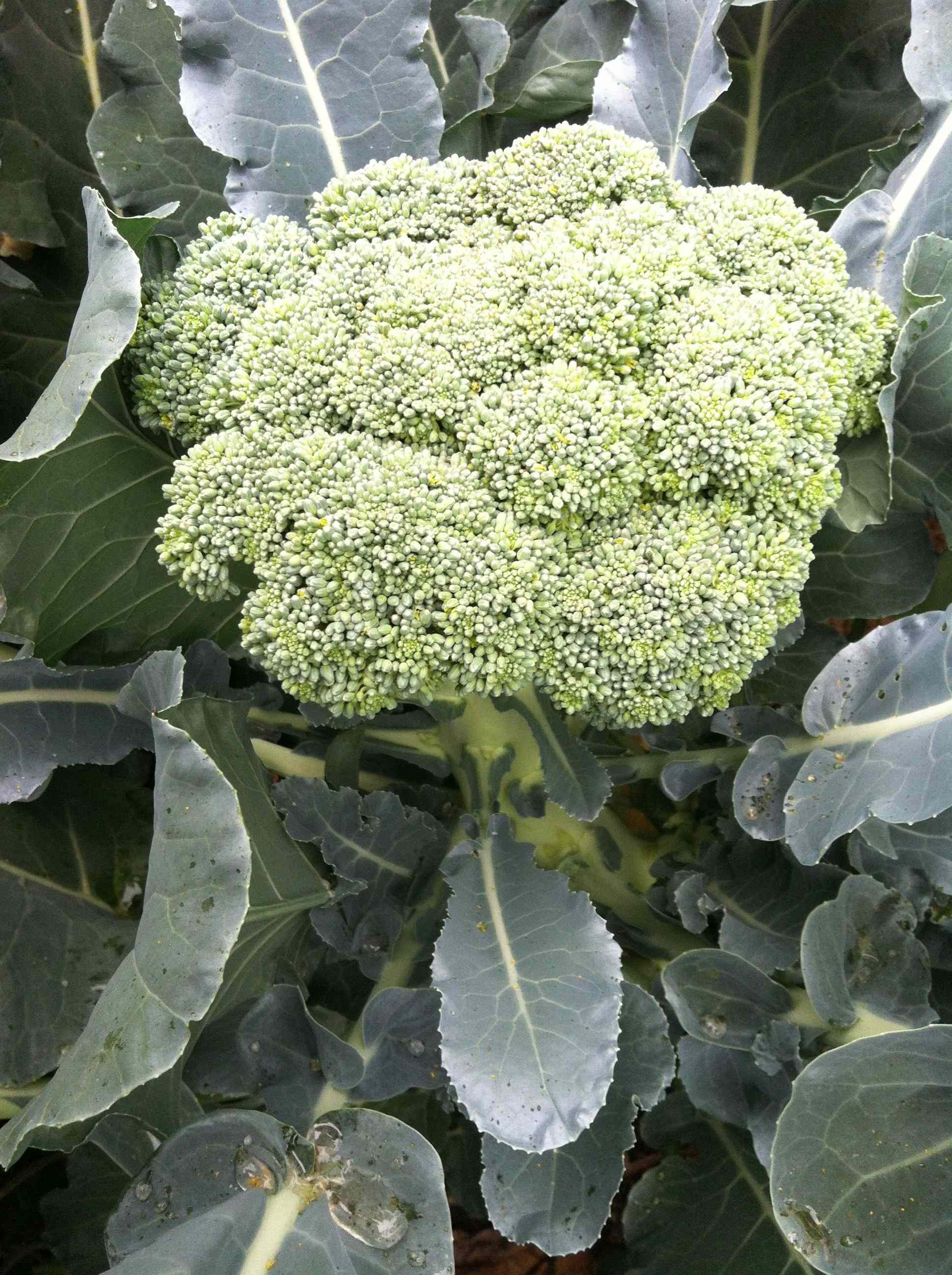 Finding Delight in Variations in Gardening Our Twenty Minute Kitchen