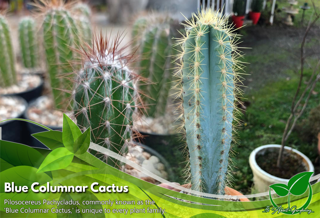TYPES OF CACTUS WITH UNIQUE LOOK AND HOW TO CARE FOR THEM / Its About