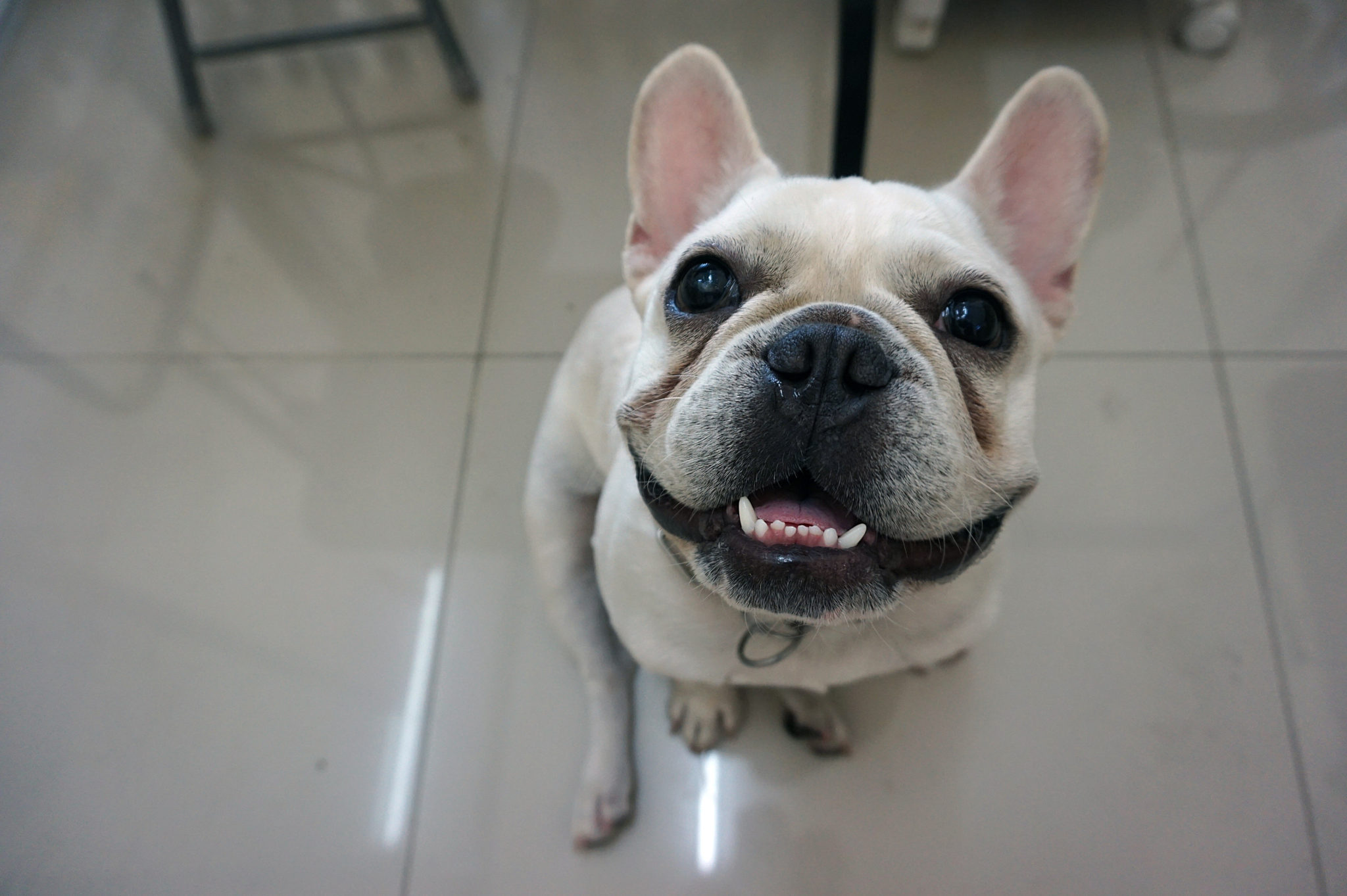 Veterinarian Career Opportunities Fresno, CA 24/7 PetVets