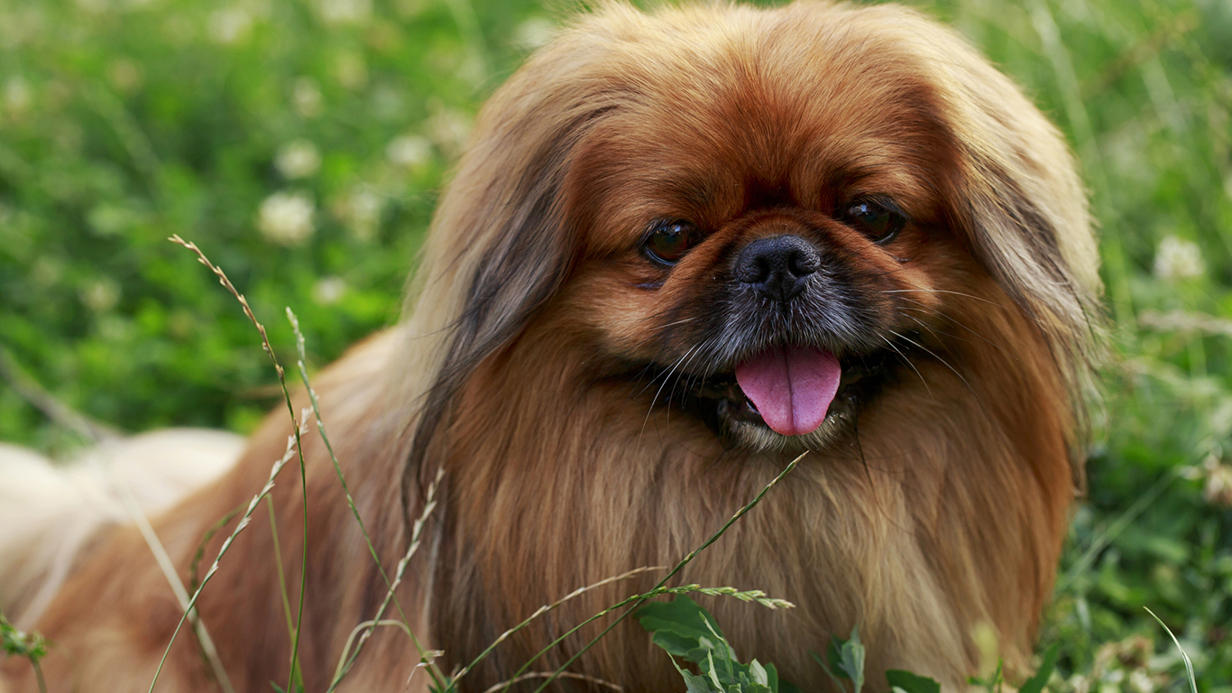 20 Dogs That Stay Puppies the Longest Page 4 of 5 24/7 Tempo