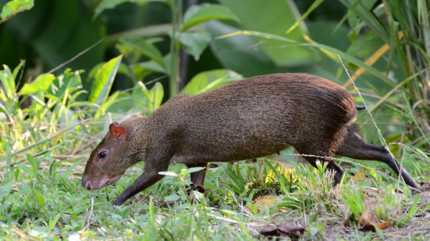 44 Most Exotic Animals People Keep as Pets Page 2 of 10 24/7 Wall St.