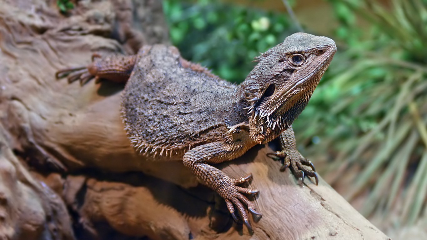 44 Most Exotic Animals People Keep as Pets Page 3 of 10 24/7 Wall St.