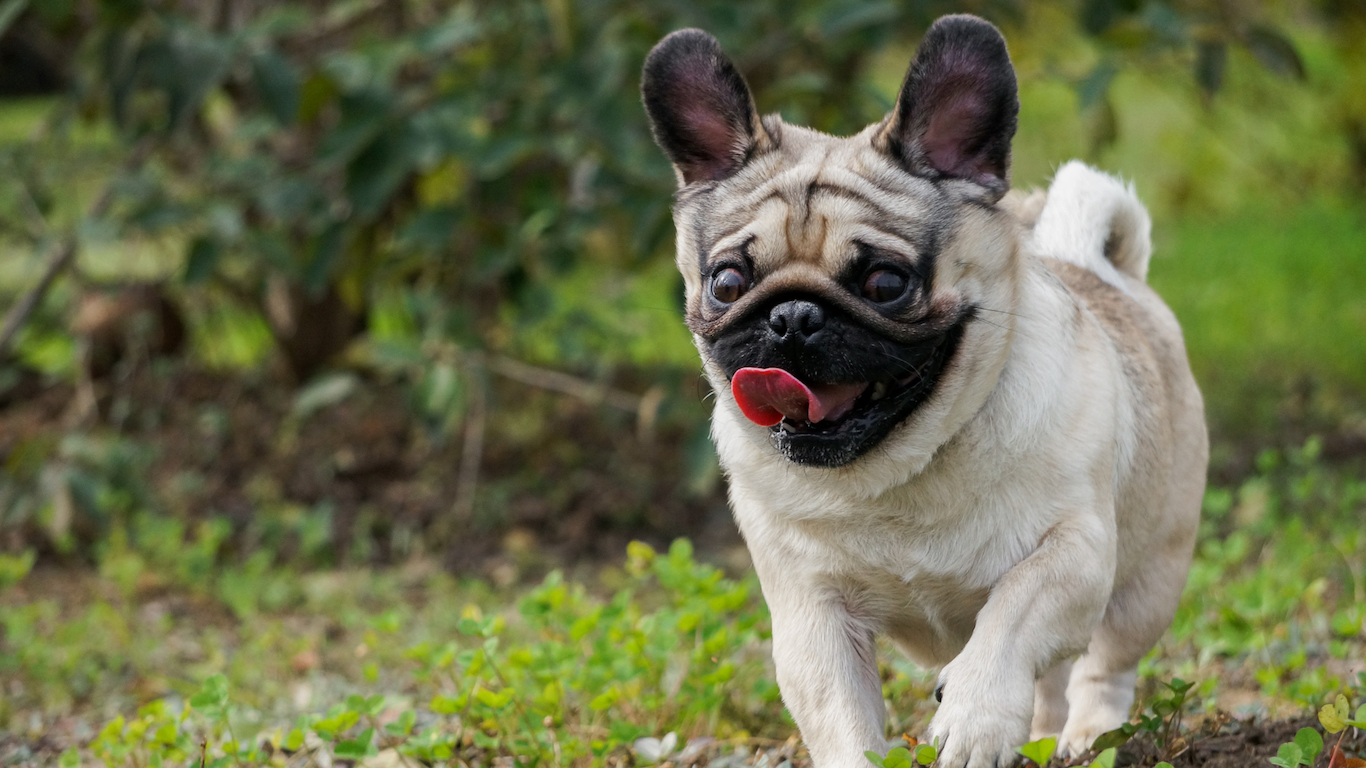 20 Dogs That Stay Puppies the Longest Page 5 24/7 Wall St.