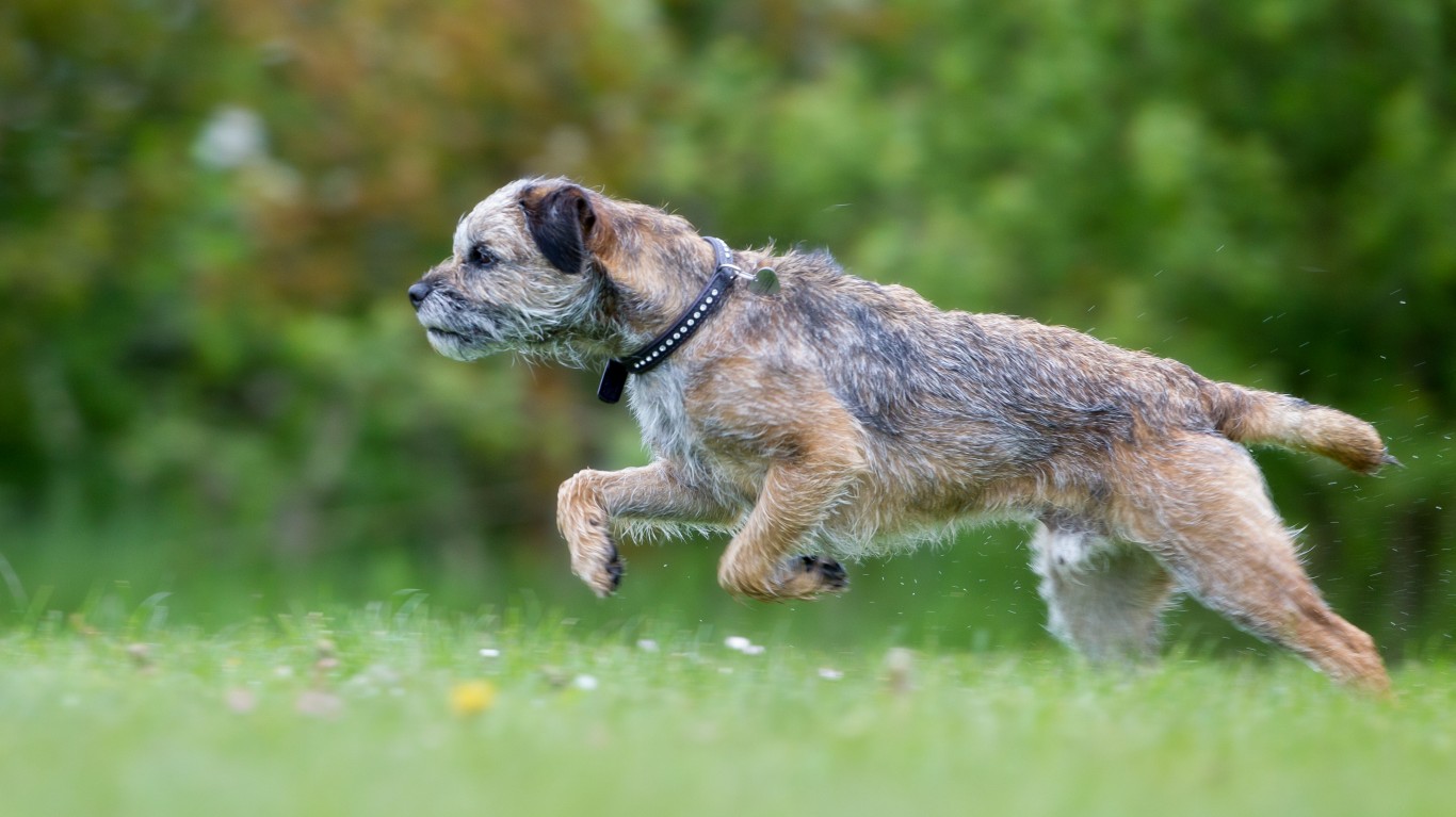 The Shortest and Longest Living Dog Breeds in the World