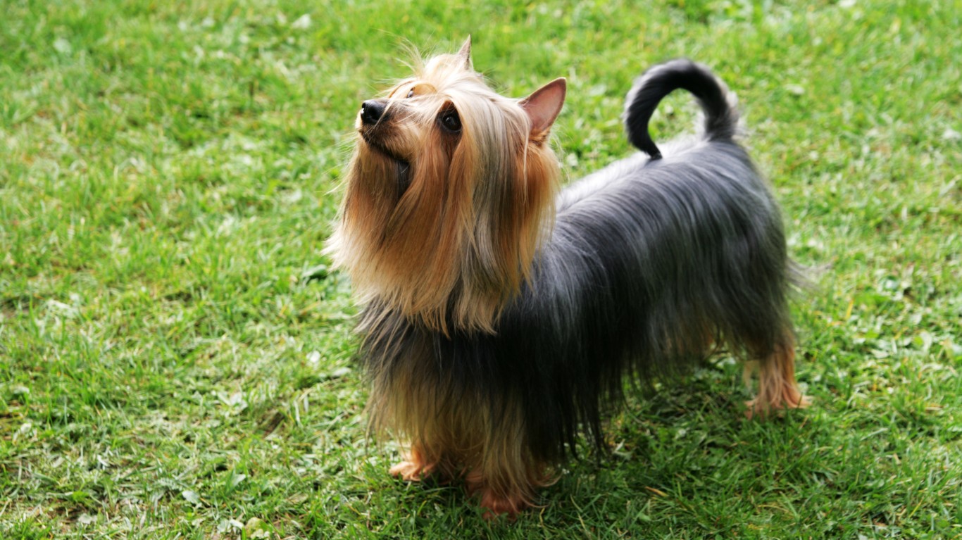 The Shortest and Longest Living Dog Breeds in the World
