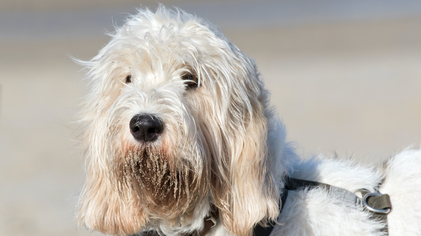 Newest Dog Breeds You’ve Probably Never Heard Of Page 9
