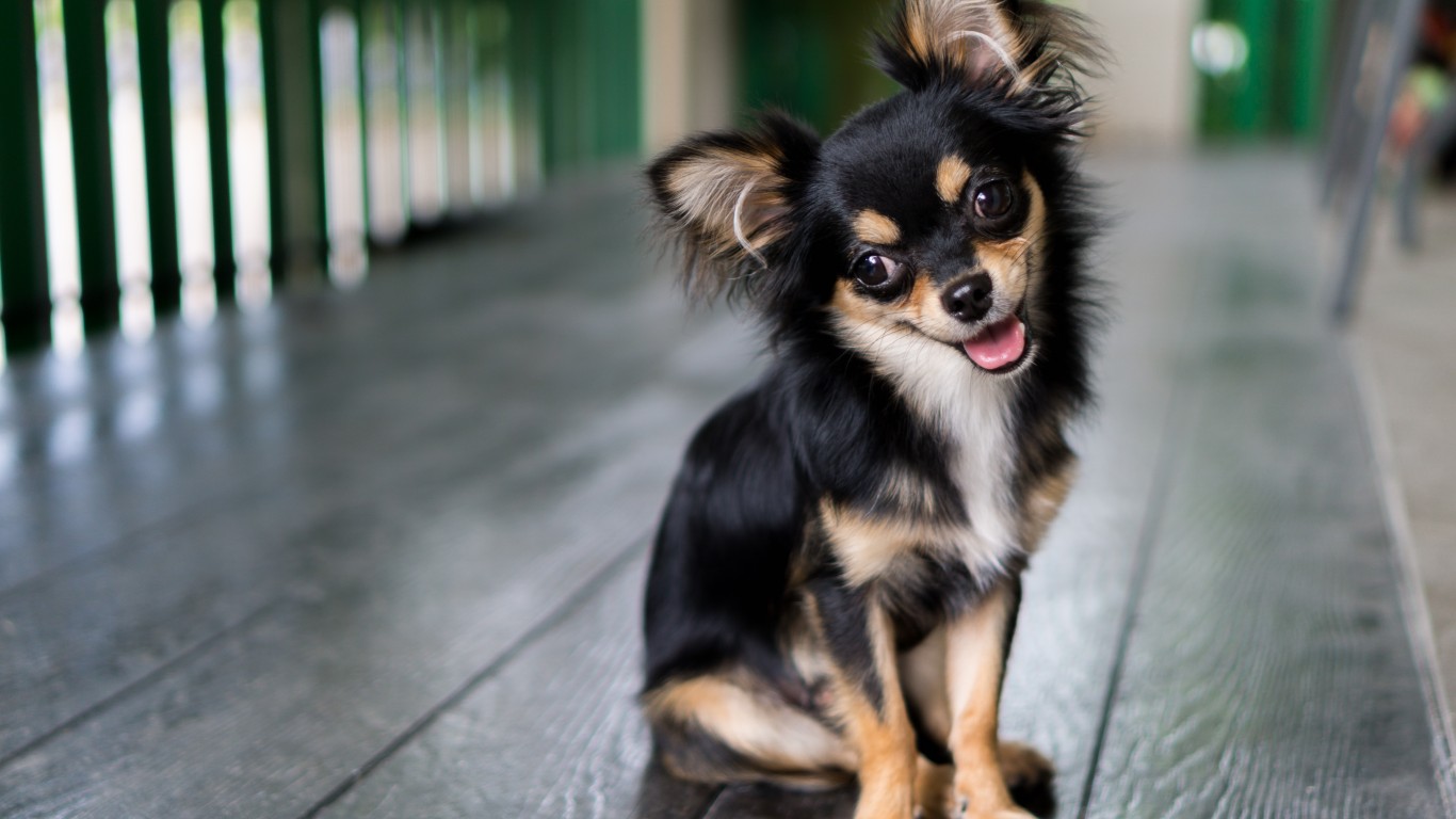 The 30 Most Popular Small Dog Breeds in America Page 5 of 7 24/7