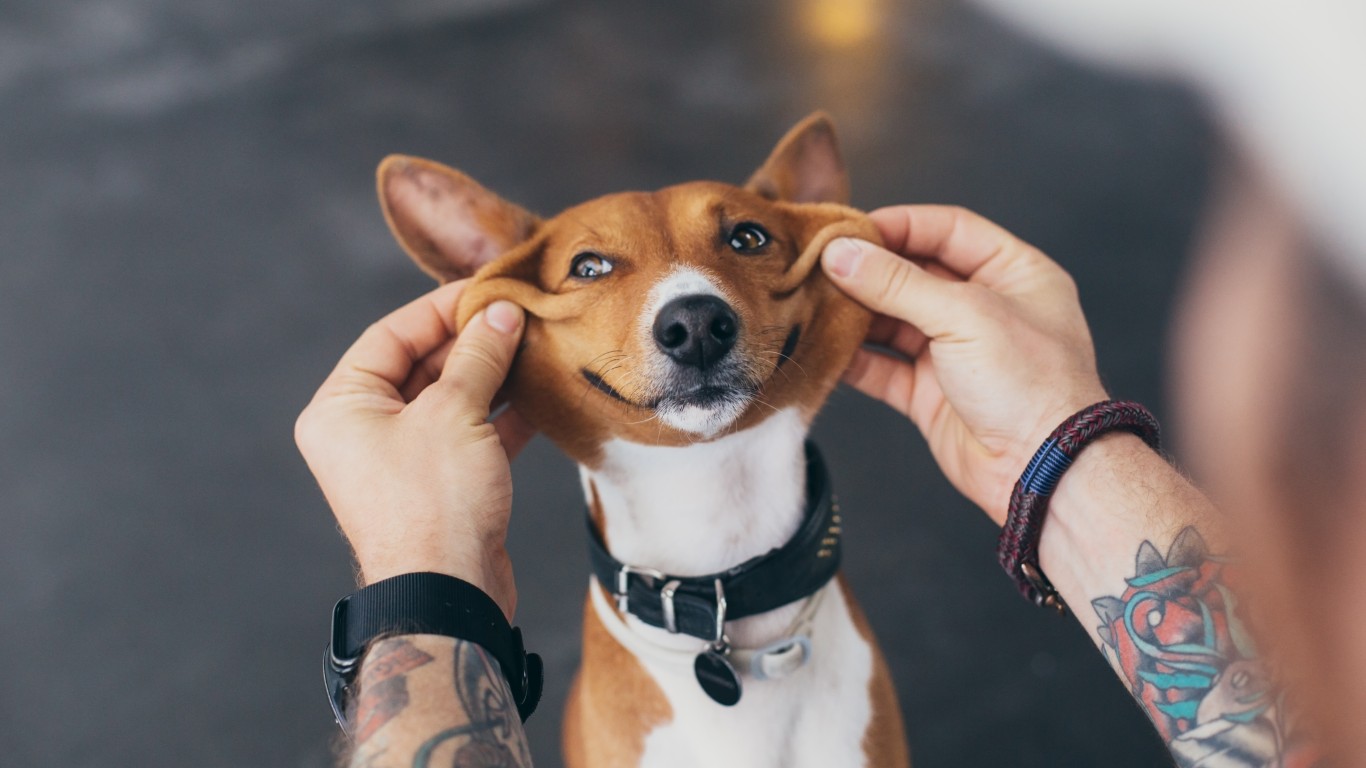 54 HQ Pictures Basenji Puppies For Sale Wisconsin Basenji Rescue Dogs