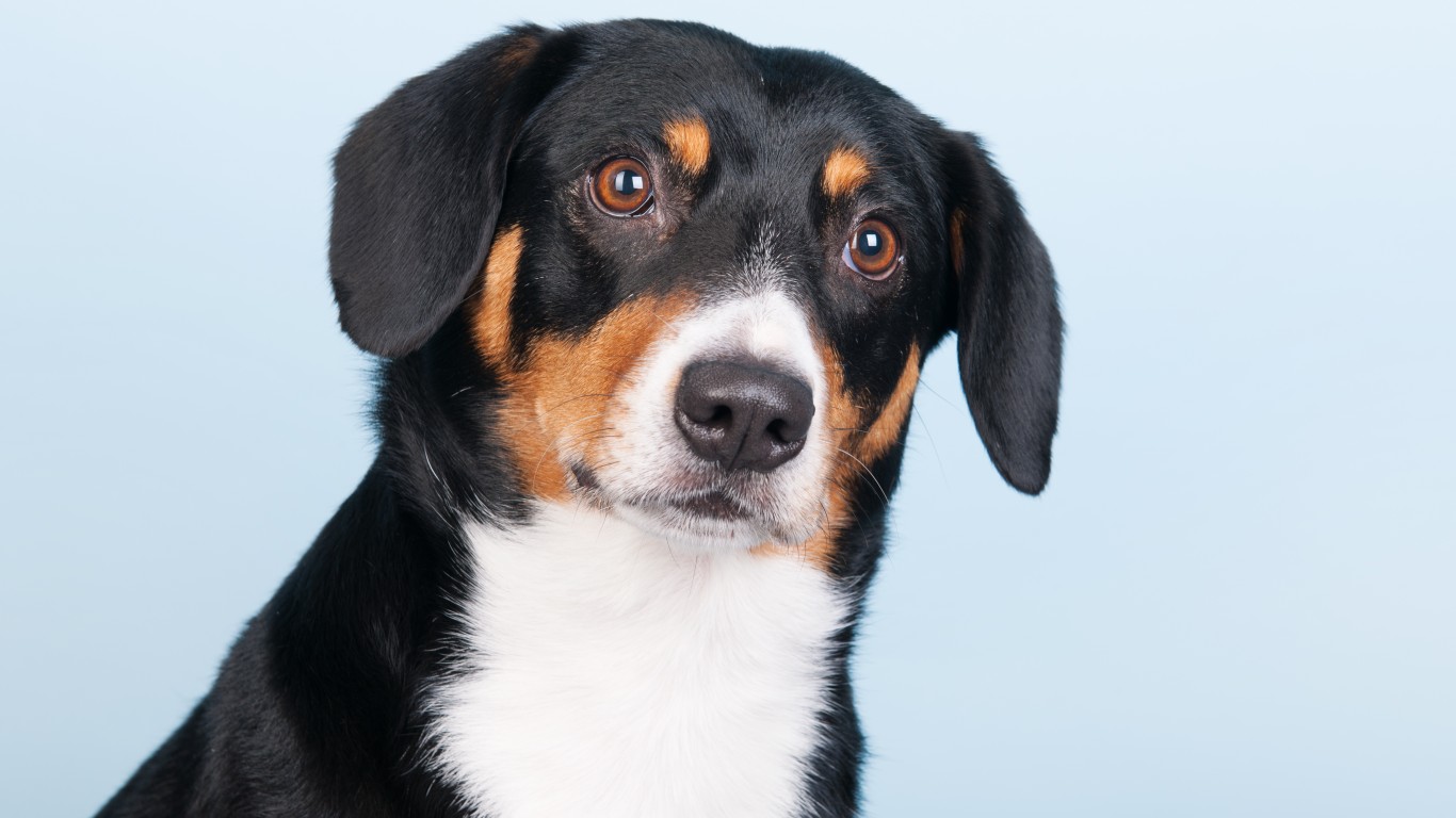 Newest Dog Breeds You’ve Probably Never Heard Of 24/7