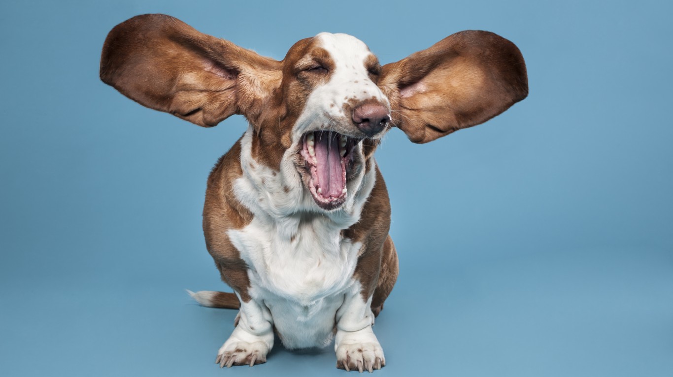 These Are the Hardest Dog Breeds to Train Page 4 of 5 24/7 Wall St.