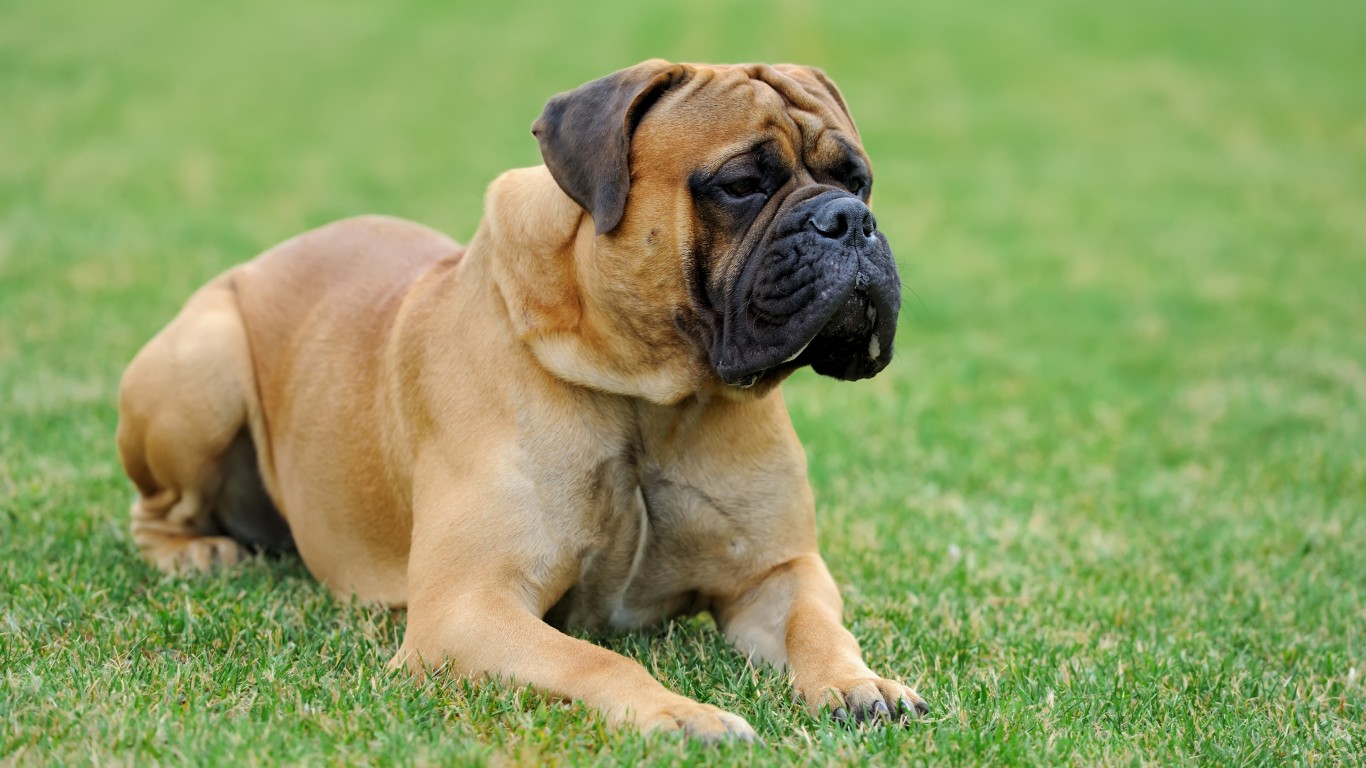 These Are the Hardest Dog Breeds to Train 24/7 Wall St.