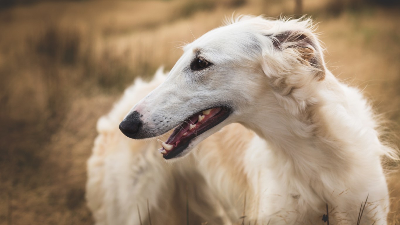 These Are the Hardest Dog Breeds to Train Page 2 of 5 24/7 Tempo