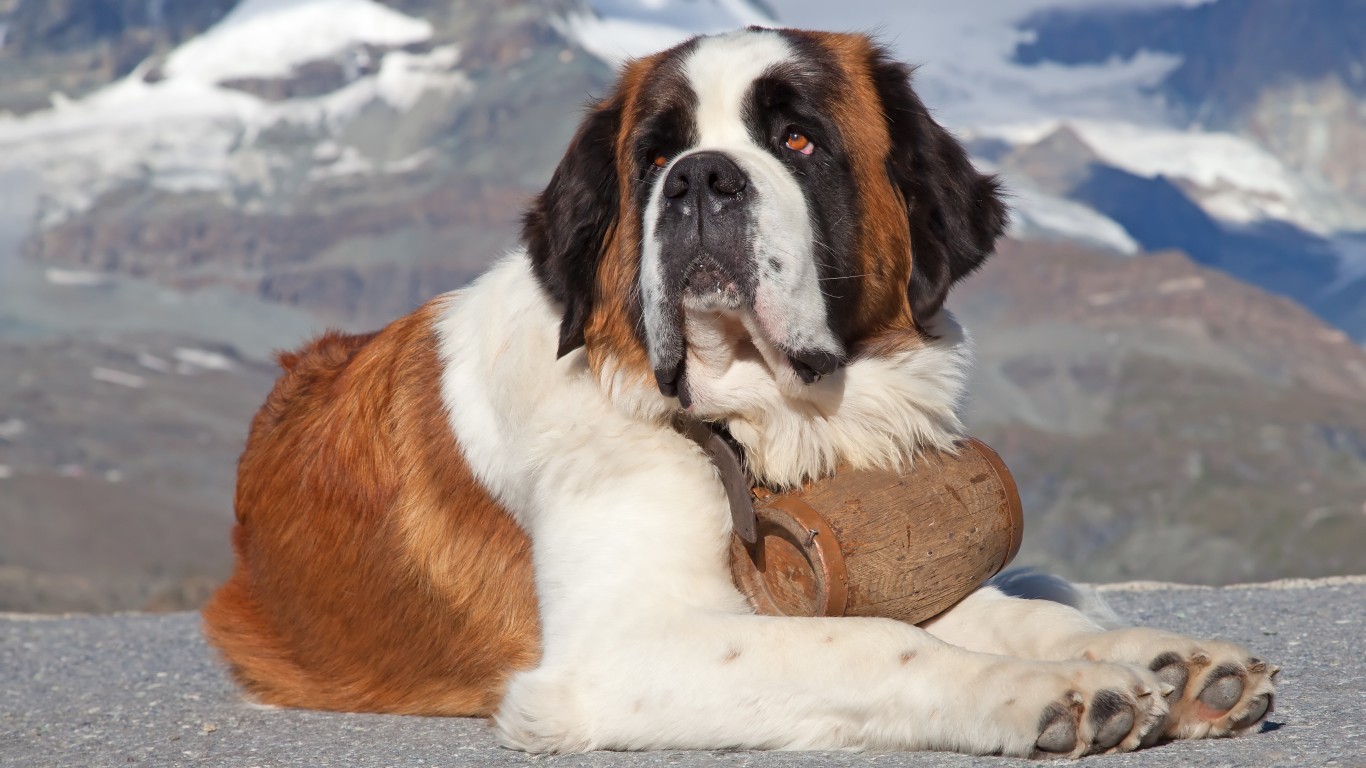 These Are the Most Popular Giant Dog Breeds in America Page 6 24/7