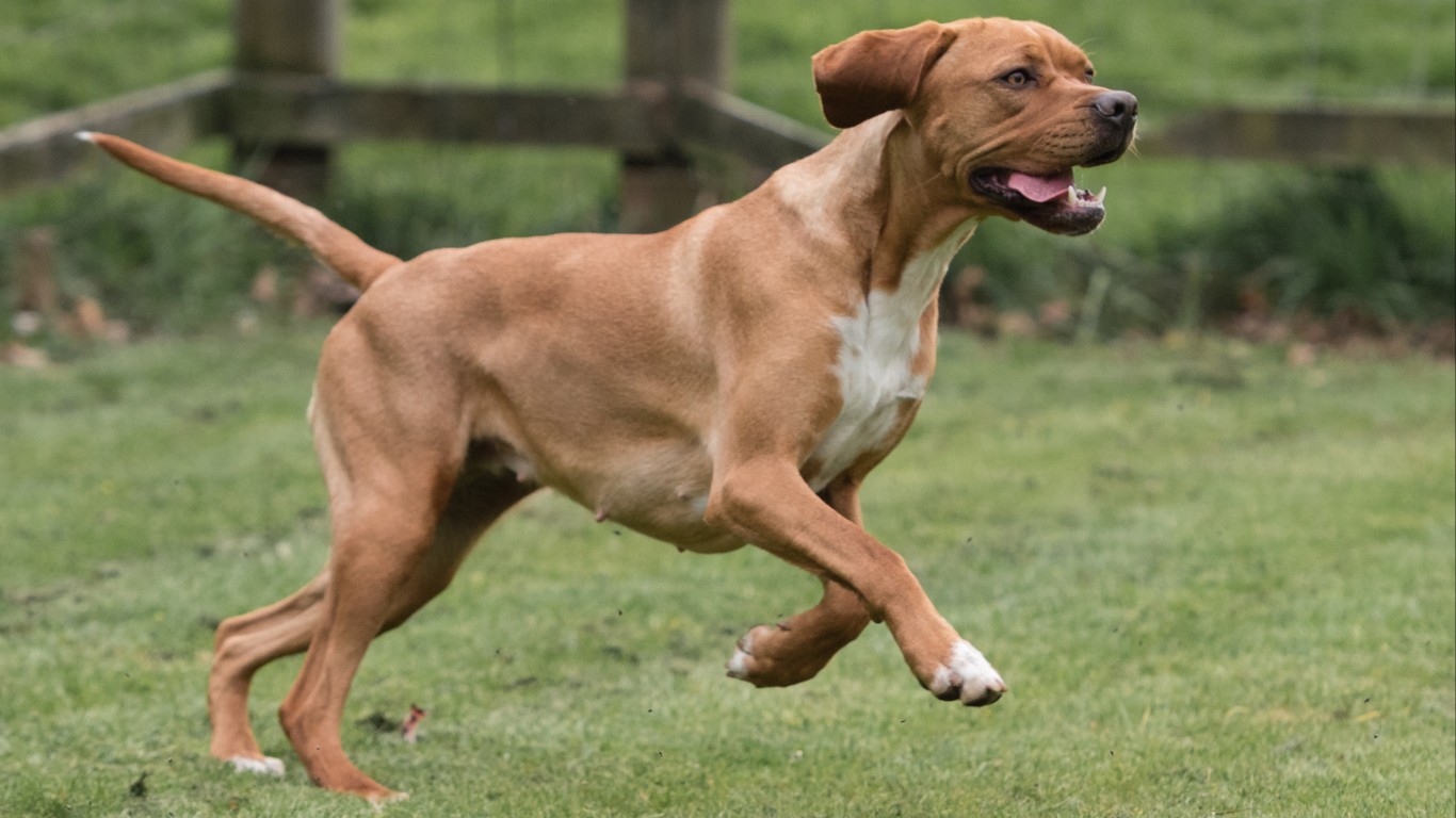 These Are the Longest Living Dog Breeds in the US Page 6 24/7 Wall St.