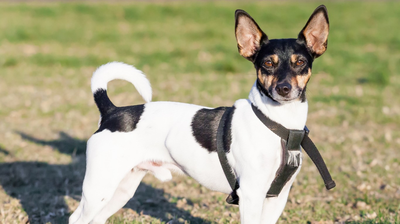 The Most Popular Tiny Dog Breeds in America Page 4 of 7 24/7 Tempo