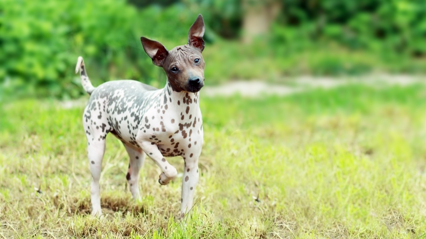 The 16 Best Dogs for People With Allergies 24/7 Wall St.