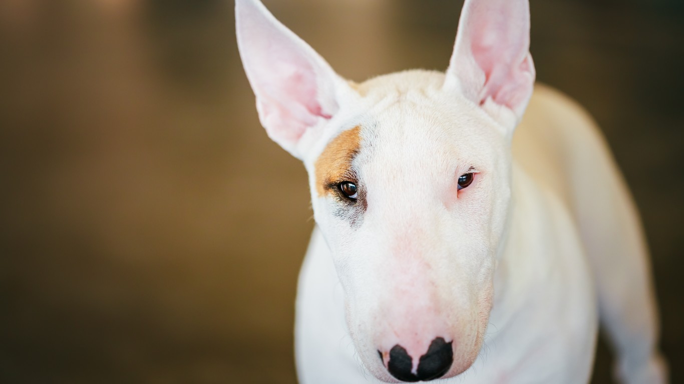 35 of the Most Difficult Dog Breeds in America Page 6 24/7 Wall St.