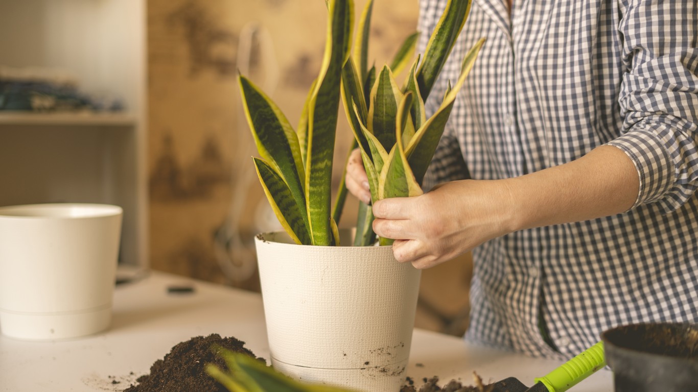 35 Easiest Houseplants To Care For Page 7 24/7 Wall St.