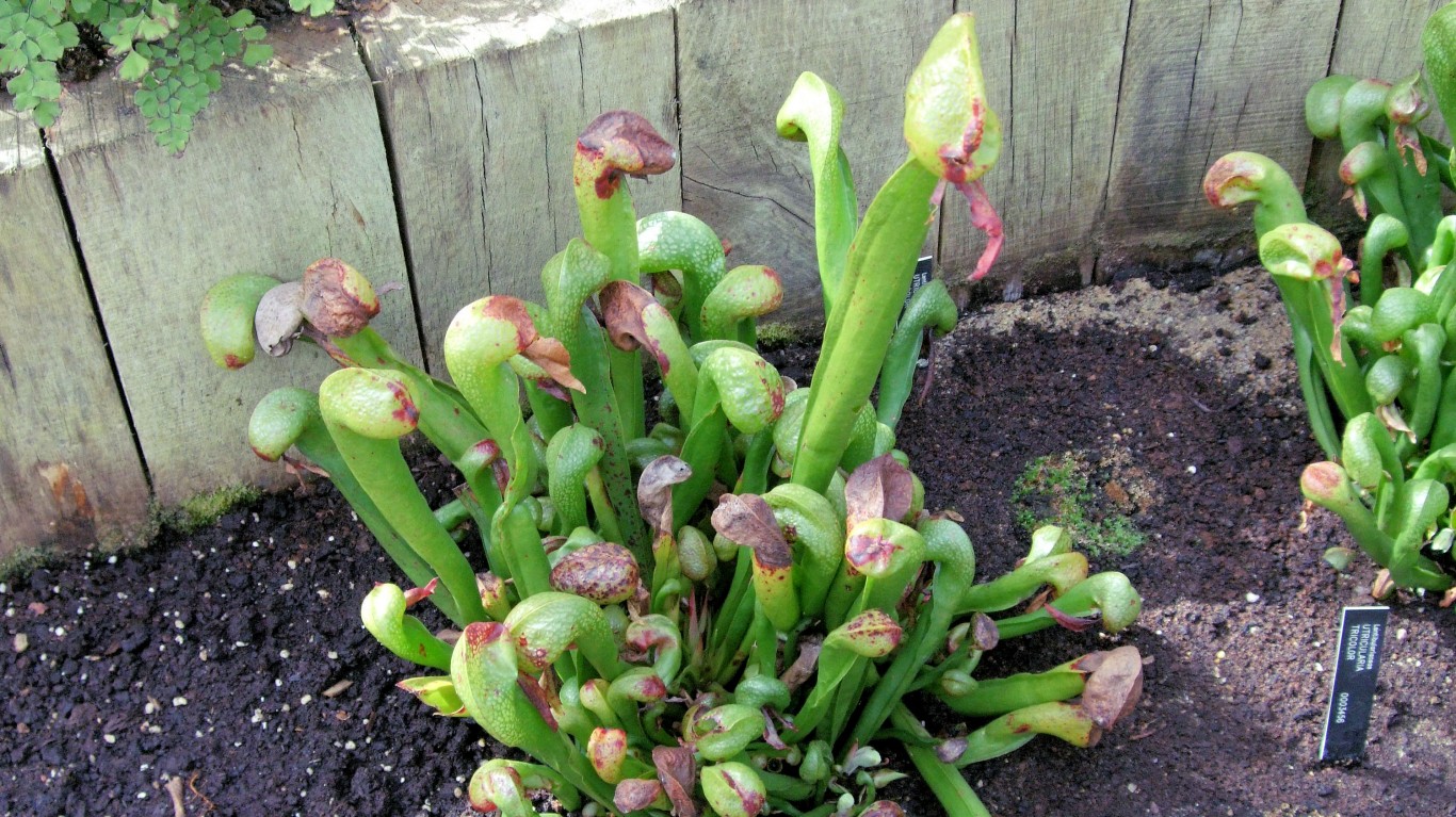 35 of the Weirdest Plants on Earth 24/7 Tempo