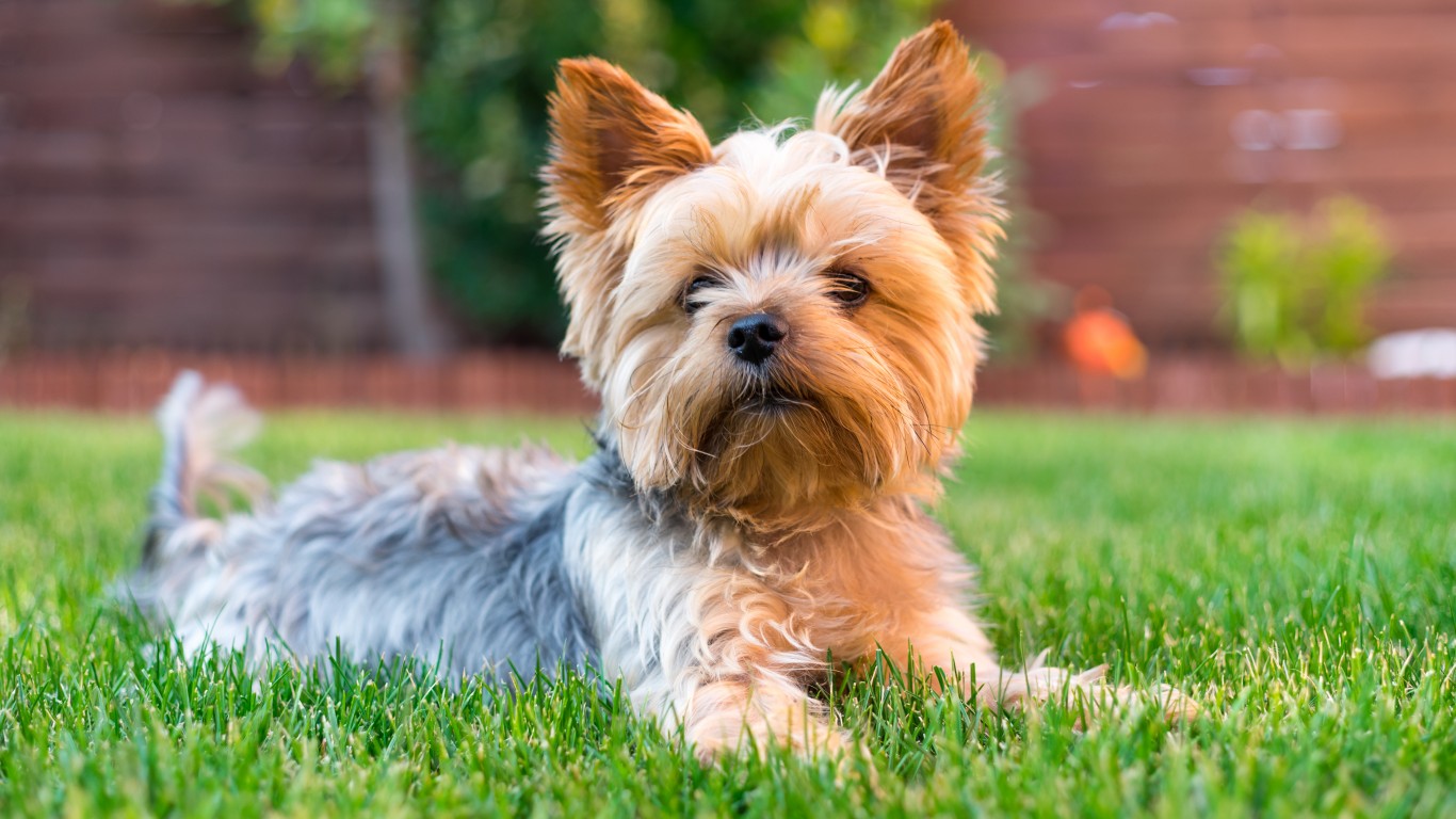 The 30 Most Popular Small Dog Breeds in America Page 7 of 7 24/7 Tempo