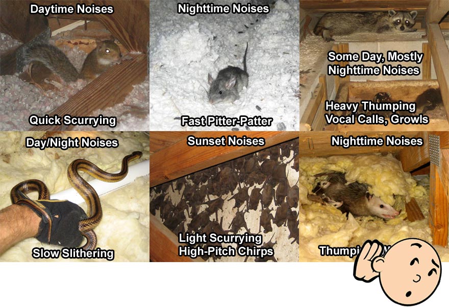 Noises in the attic and walls scratching noises rats, mice