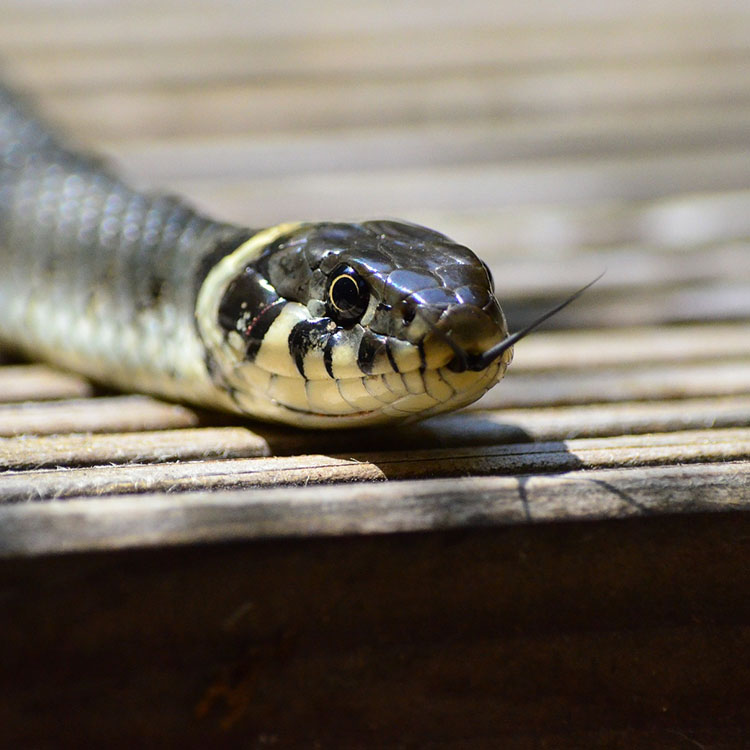 24/7 Wildlife Control » How to tell Venomous vs NonVenomous Snakes