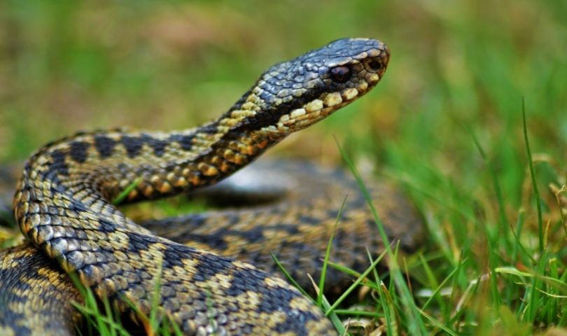 All the facts about Reptile Surveys 24Housing