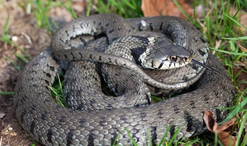 All the facts about Reptile Surveys 24Housing