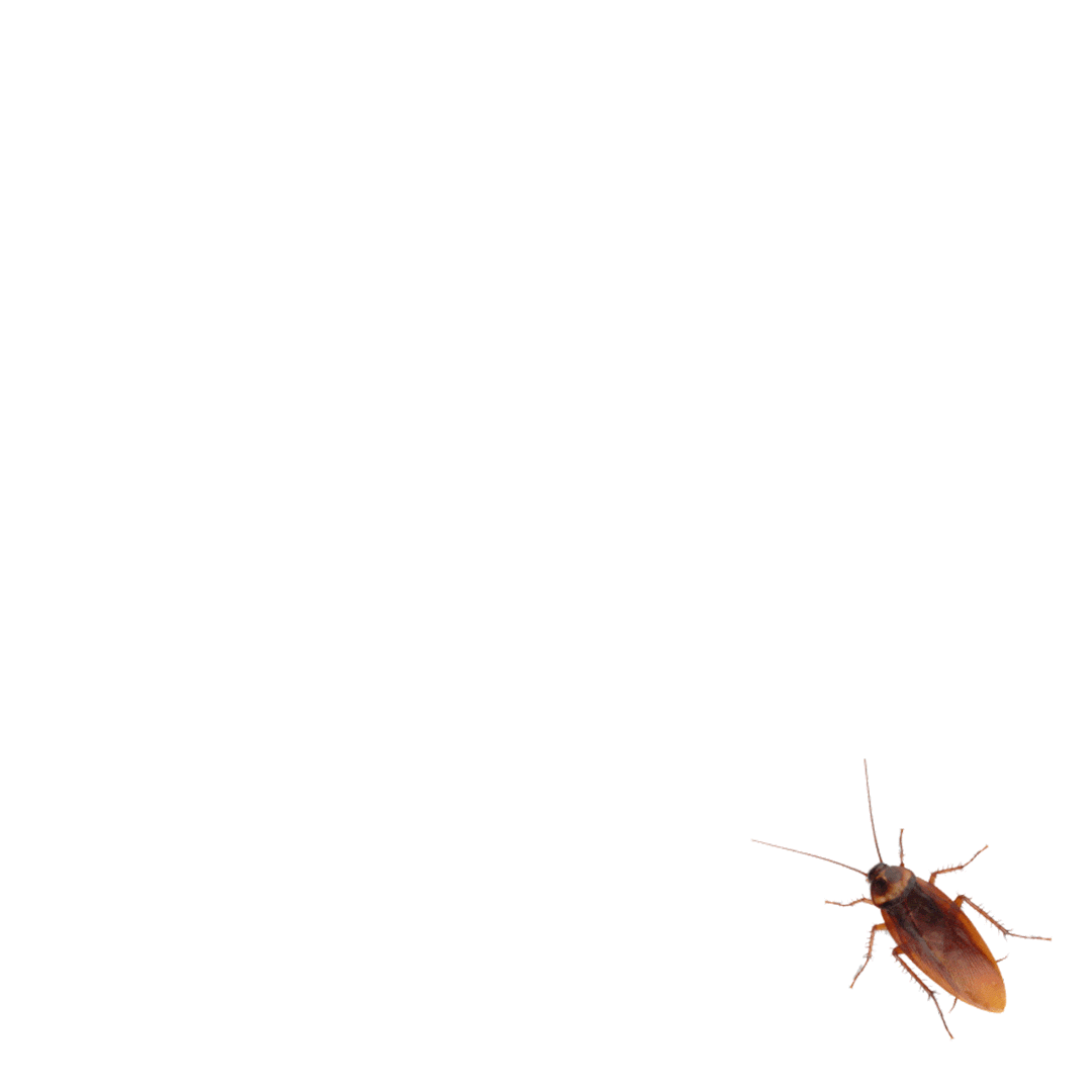 Flying Cockroach Gif