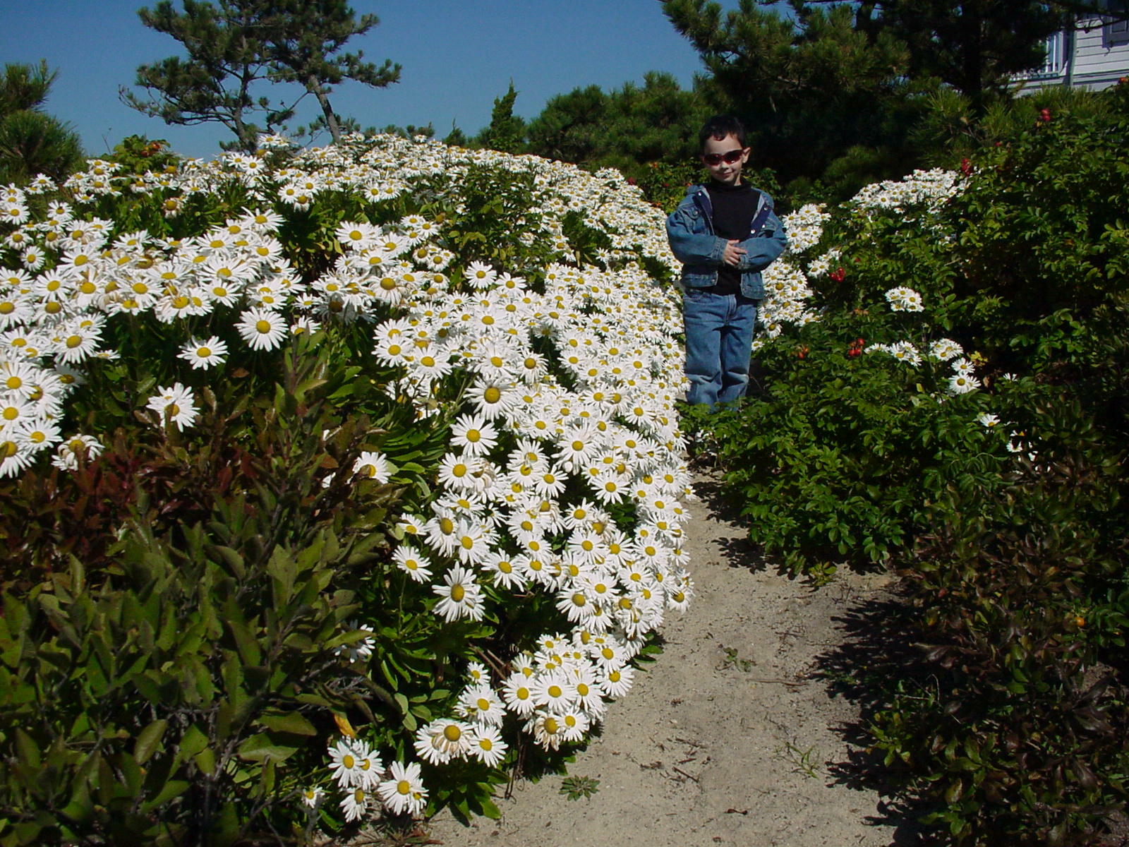 How To Grow Montauk Daisies 27 East
