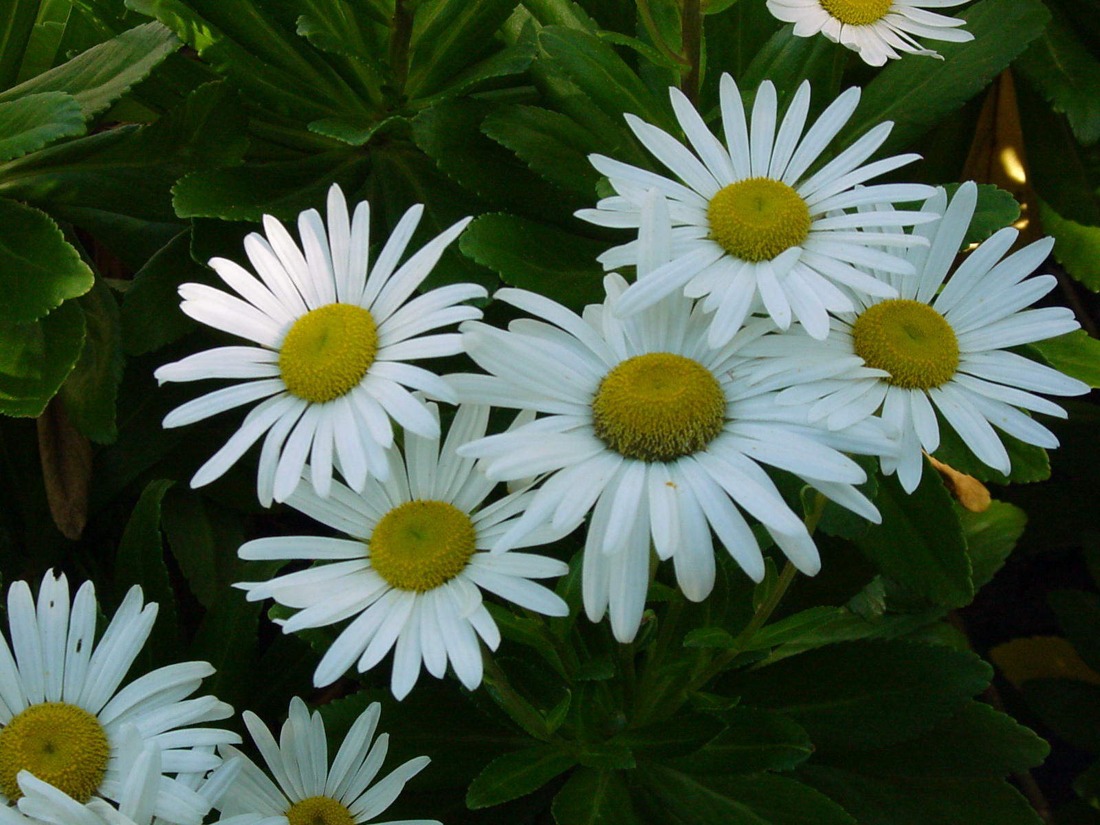 How To Grow Montauk Daisies 27 East