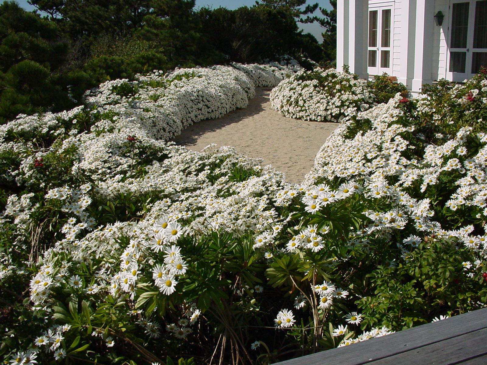 How To Grow Montauk Daisies 27 East