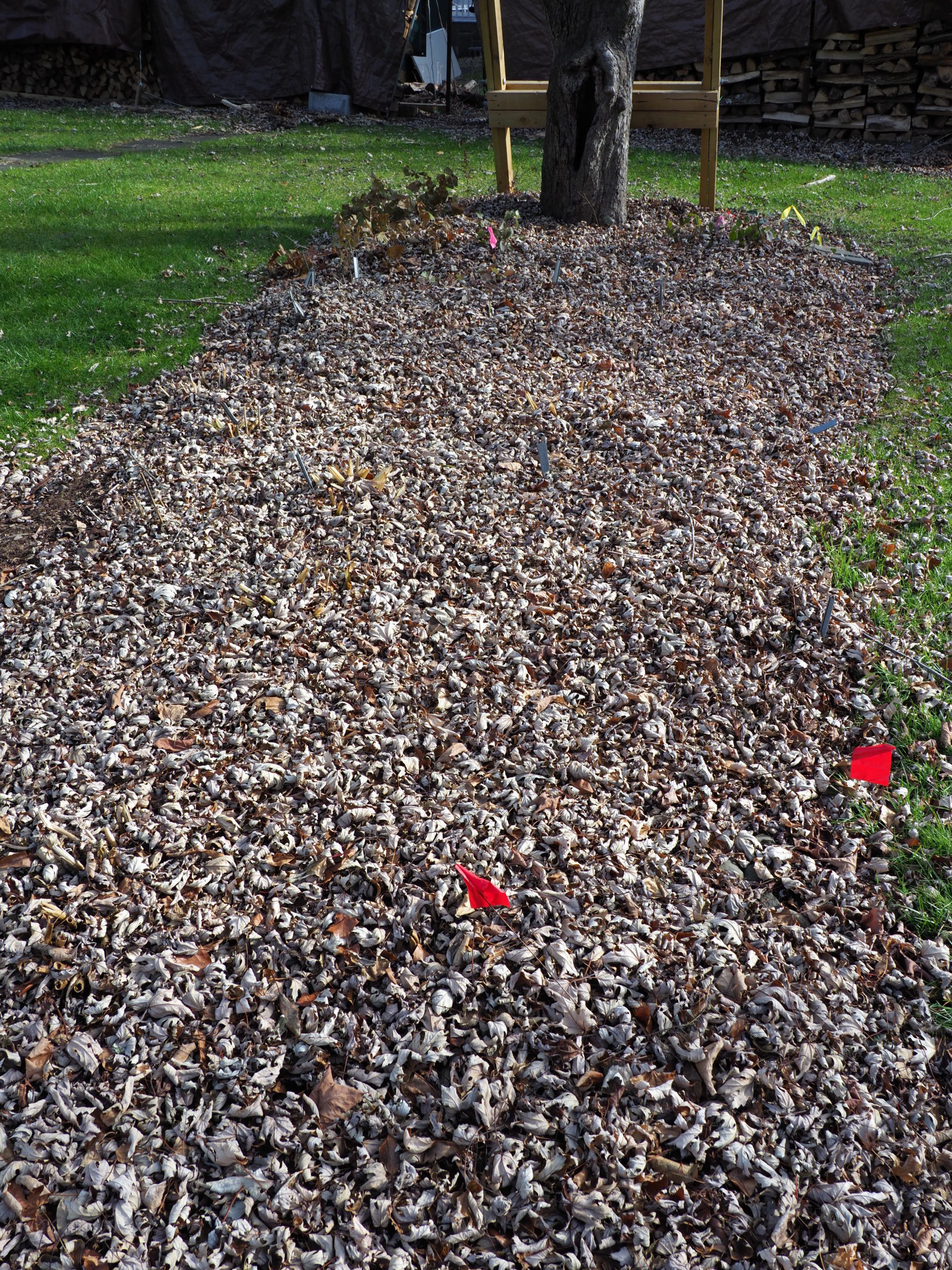 Apply Winter Mulch At The Right Time 27 East