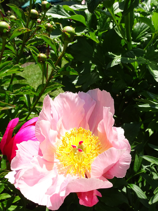 peony festival 2023 oshawa Oshawa Peony Festival