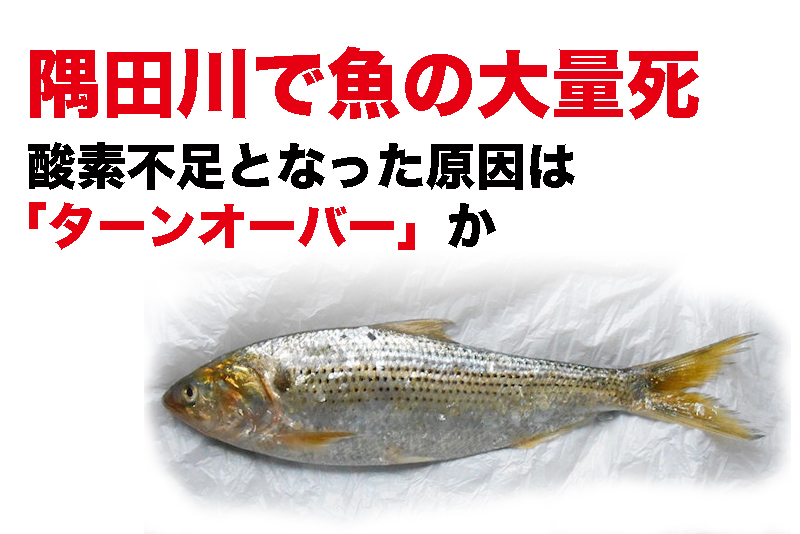 【隅田川で魚の大量死】酸素不足となった原因は「ターンオーバー」か つなワタリ＠プロ無謀家 充実！高熱量で創造的に生きる