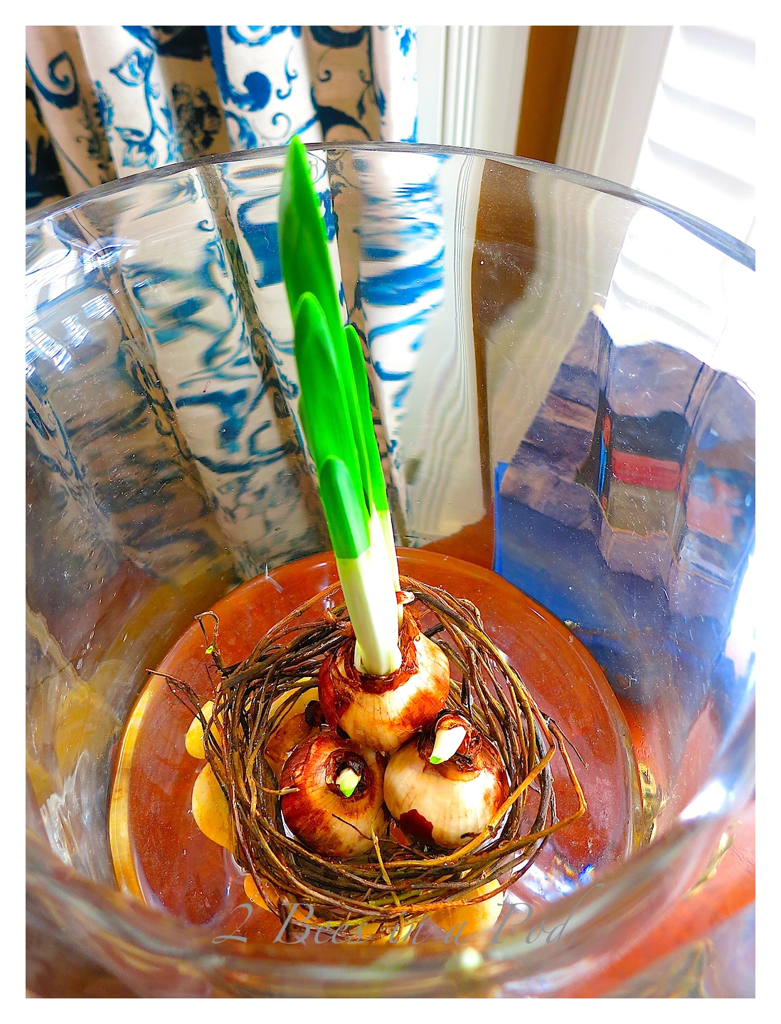 Growing Paperwhites and Unique Containers... 2 Bees in a Pod