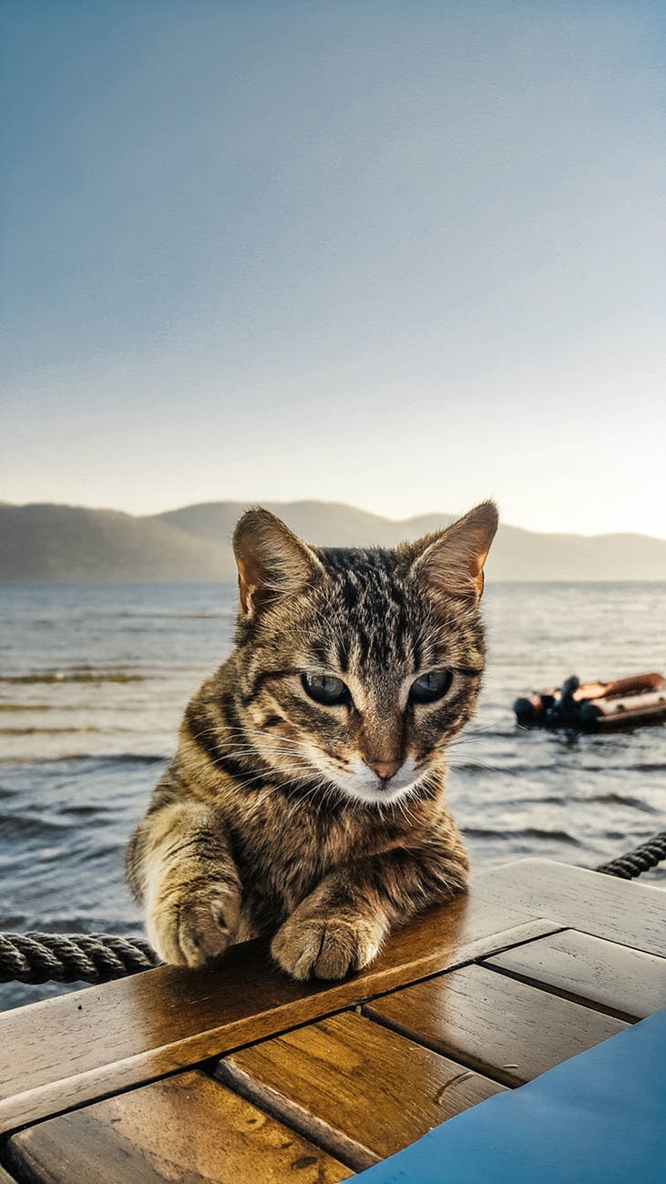 Australia to Kill Feral Cats 2 Cats and a Blog