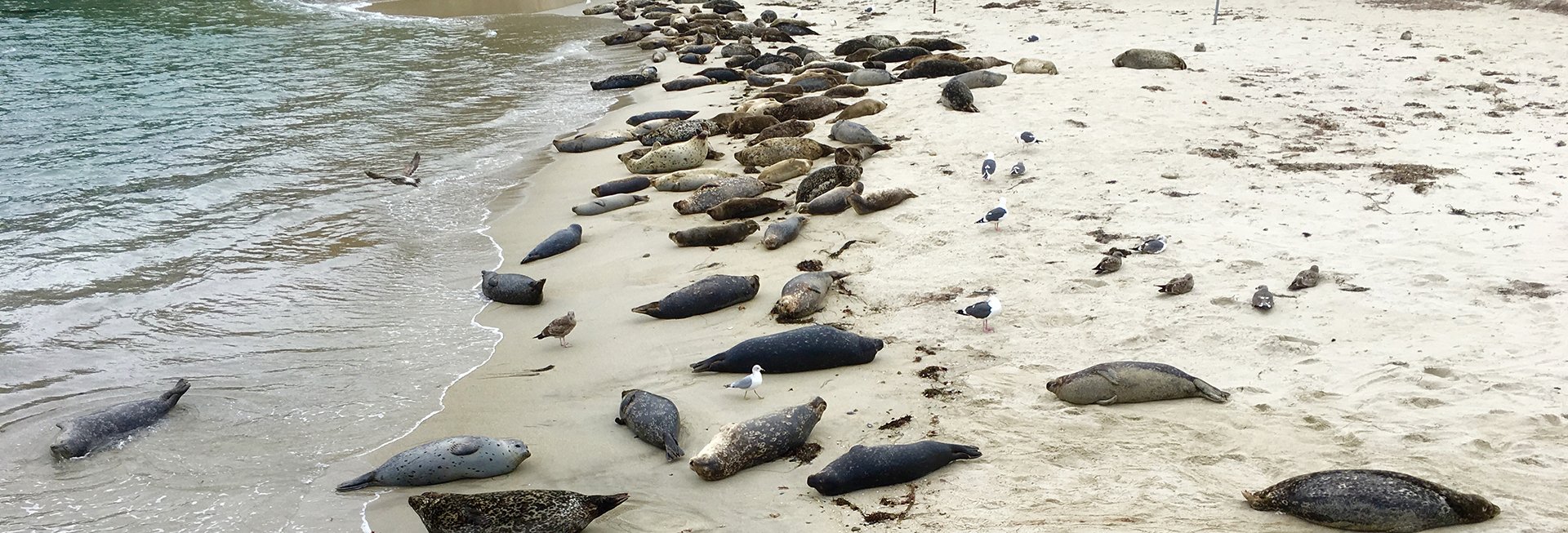 Seals at Children's Pool in La Jolla fight for their place on the sand