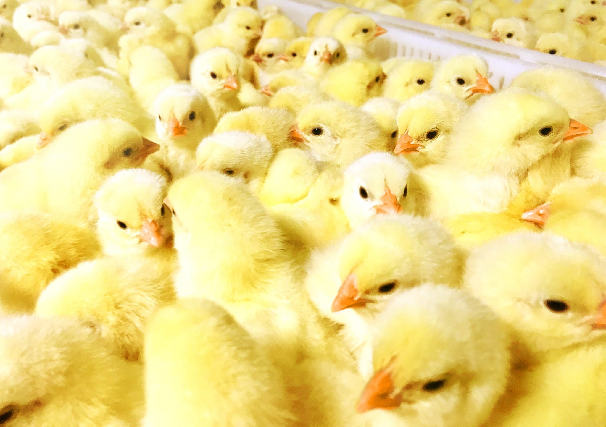 Aprender sobre 47+ imagem perdue farms inc br.thptnganamst.edu.vn