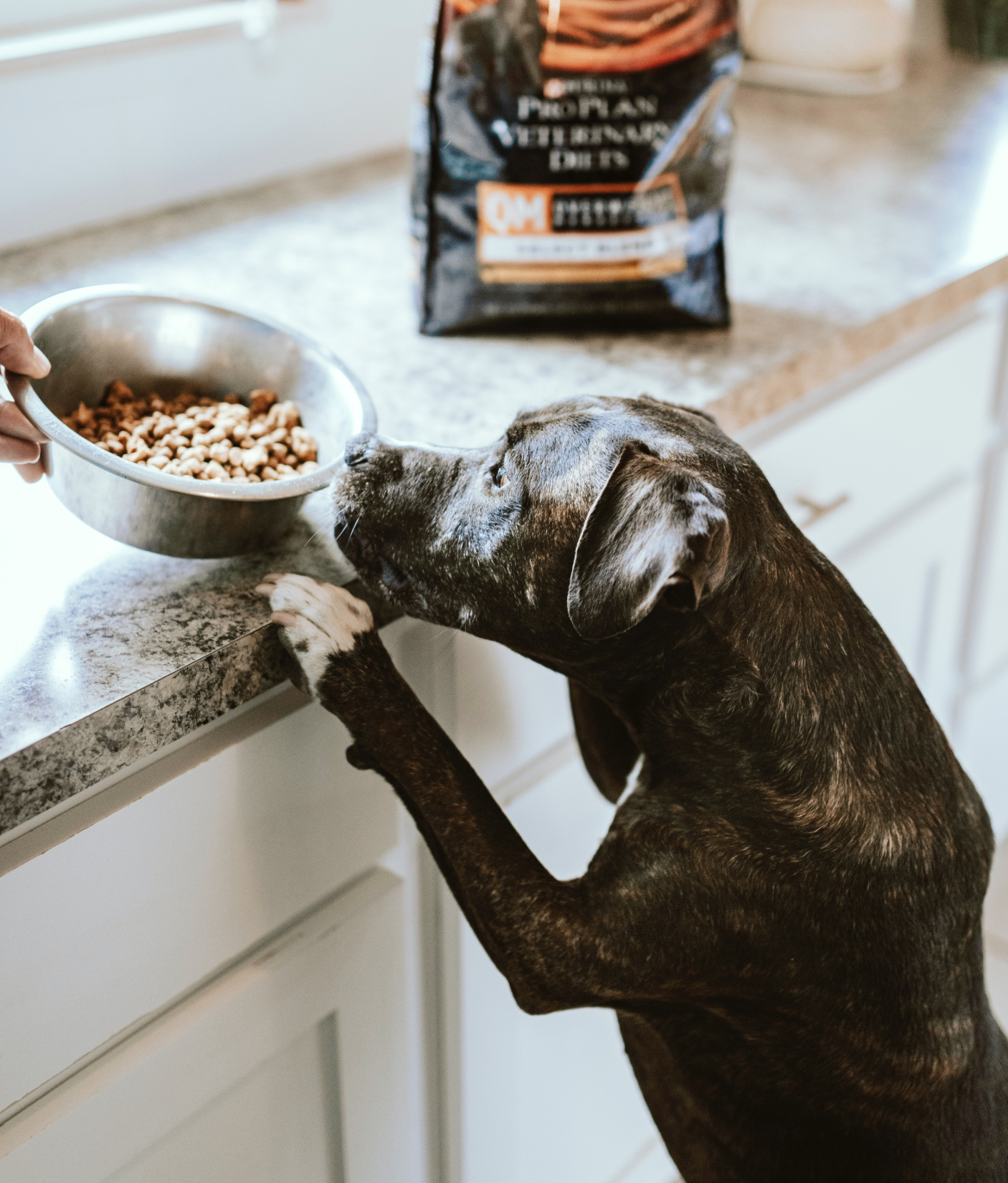 Pet Food Industry Association Australia Project Success