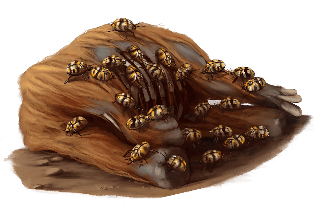Skin Beetle Swarm Monsters Archives of Nethys Pathfinder 2nd