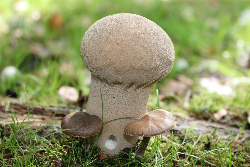 Cluny House Gardens, Aberfeldy Parks VisitScotland