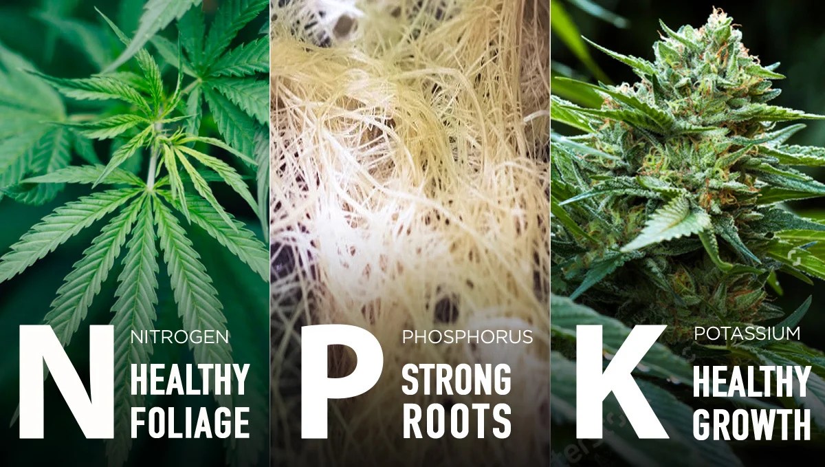 Best Cannabis Nutrients For Hydroponic Setups Fast Buds