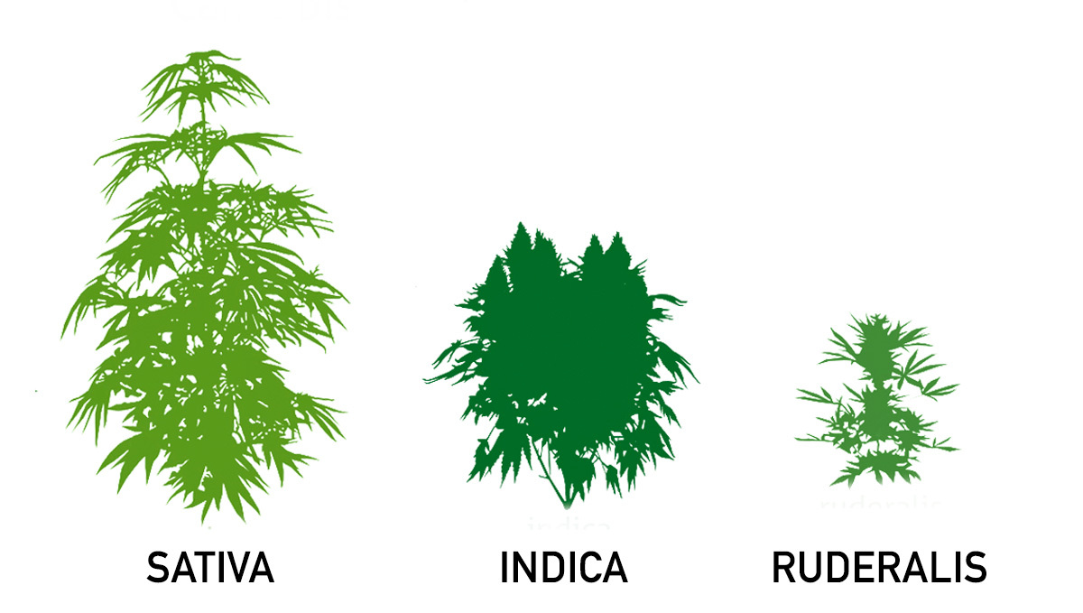 What Is Cannabis Ruderalis & What Are It's Effects? Fast Buds