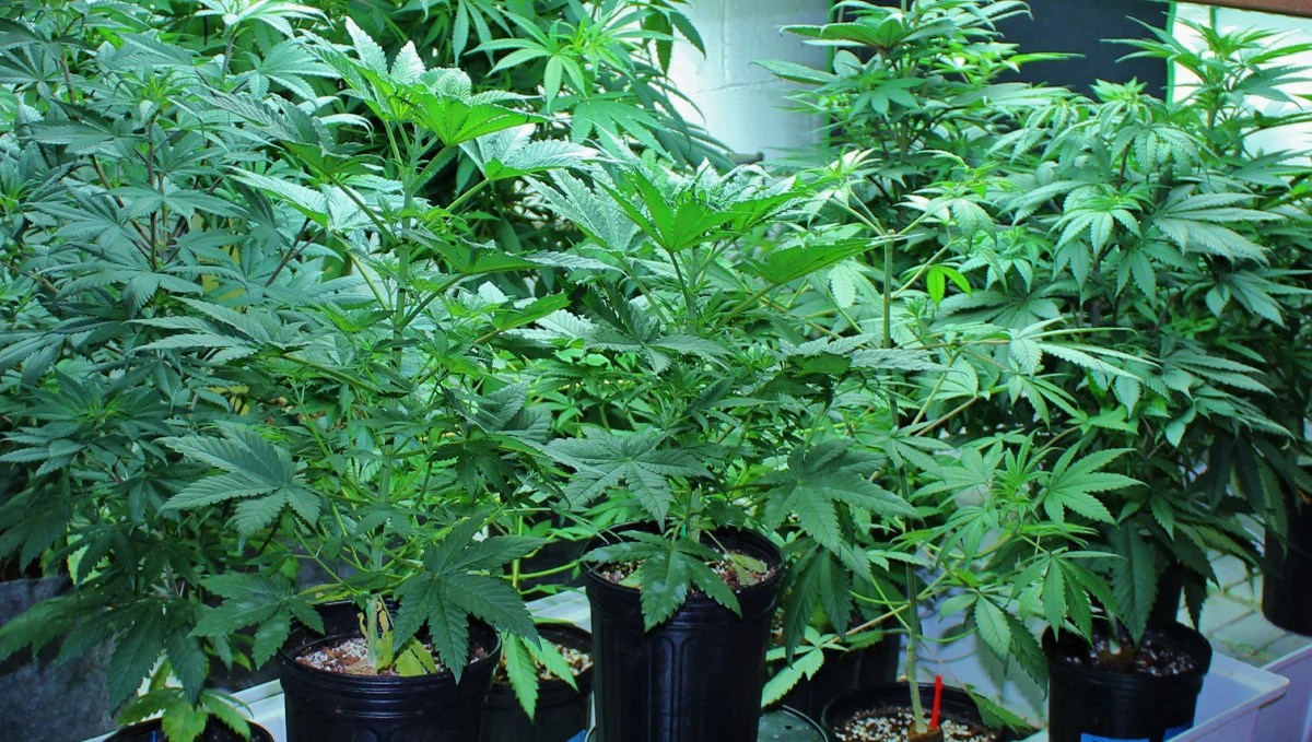 Mother Plant Care and How To Keep Them Happy Fast Buds